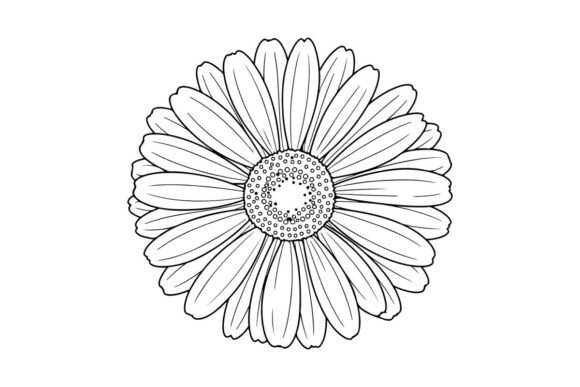 Download Gerbera Flower Drawing, Simple Beauty - Drawing Collection